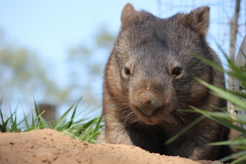 Lone Pine Koala Sanctuary - Lightning Ridge Tourism 7