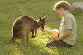 Cleland Wildlife Park - Lightning Ridge Tourism 4