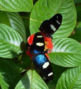 Butterfly Farm - Lightning Ridge Tourism 4