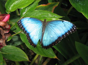 Butterfly Farm - Lightning Ridge Tourism 5