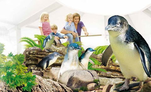 Manly SEA LIFE Sanctuary - Lightning Ridge Tourism 1