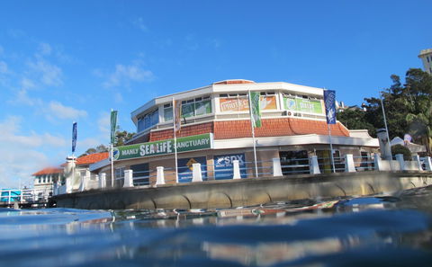 Manly SEA LIFE Sanctuary - Lightning Ridge Tourism 2