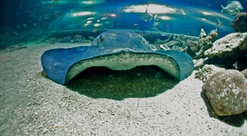 Manly SEA LIFE Sanctuary - Lightning Ridge Tourism 3