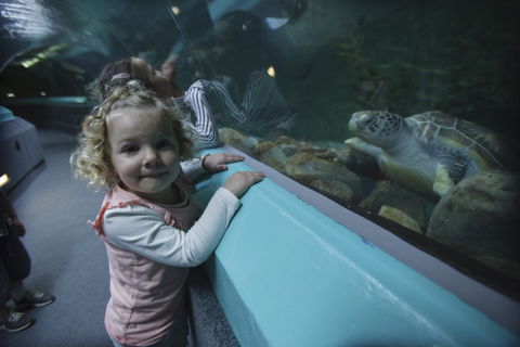 Manly SEA LIFE Sanctuary - Lightning Ridge Tourism 4
