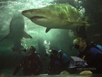Manly SEA LIFE Sanctuary - Lightning Ridge Tourism 5