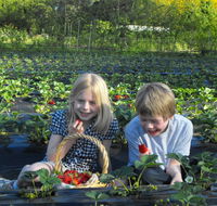 Blue Hills Berries  Cherries - Lightning Ridge Tourism