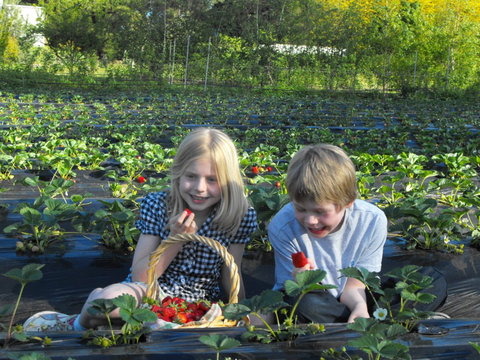 Blue Hills Berries & Cherries - Lightning Ridge Tourism 0