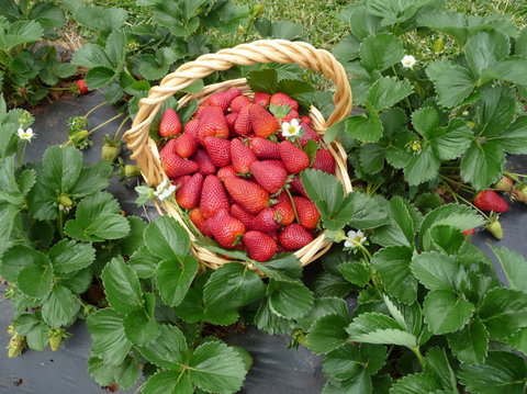 Blue Hills Berries & Cherries - Lightning Ridge Tourism 3