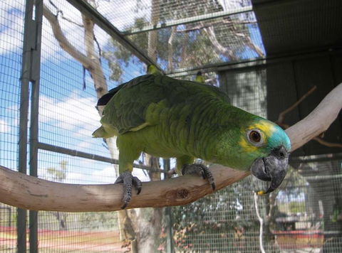 Darling Downs Zoo - Lightning Ridge Tourism 1