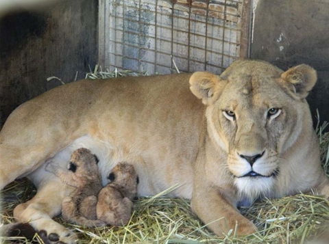 Darling Downs Zoo - Lightning Ridge Tourism 2