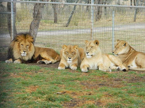 Darling Downs Zoo - Lightning Ridge Tourism 4
