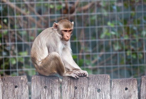 Darling Downs Zoo - Lightning Ridge Tourism 5