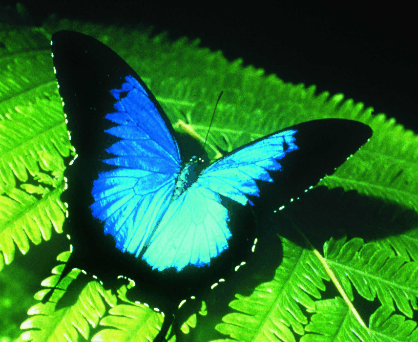 Australian Butterfly Sanctuary - Lightning Ridge Tourism