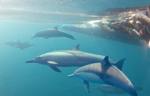 Dolphin Swim Australia - Lightning Ridge Tourism 5