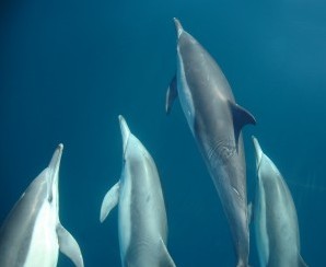 Dolphin Swim Australia - Lightning Ridge Tourism 6