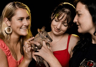 Cairns Night Zoo - Lightning Ridge Tourism 1