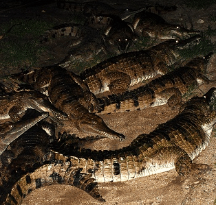 Cairns Night Zoo - Lightning Ridge Tourism 3
