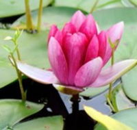 The Lotus Day Spa and Retreat - Lightning Ridge Tourism