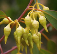 Mount Short Scenic Drive - Lightning Ridge Tourism