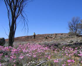 Talgomine Reserve - Lightning Ridge Tourism 0