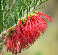 Ethel Daw Scenic Drive - Lightning Ridge Tourism
