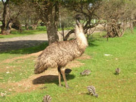 Minlaton Fauna Park - Lightning Ridge Tourism 0