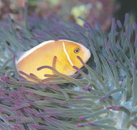 Rowley Shoals - Lightning Ridge Tourism