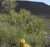 Lesueur Walk Trail Mount Lesueur - Lightning Ridge Tourism