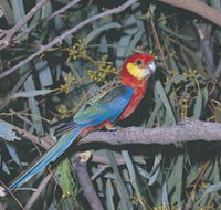 King River - Lightning Ridge Tourism