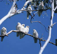 Carawine Gorge - Lightning Ridge Tourism