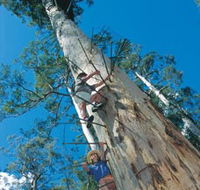 Dave Evans Bicentennial Tree - Lightning Ridge Tourism