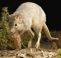 Kanyana Wildlife - Lightning Ridge Tourism