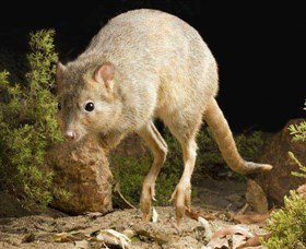 Kanyana Wildlife - Lightning Ridge Tourism 0