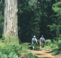Gloucester Tree - Lightning Ridge Tourism