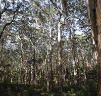 Boranup Karri Forest - Lightning Ridge Tourism