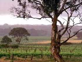 Yangarra Estate Vineyard - Lightning Ridge Tourism 0