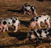 Will's Rare Breeds Farm - Lightning Ridge Tourism