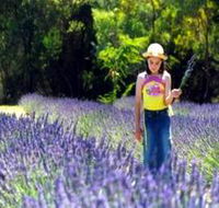 Brayfield Park Lavender Farm - Lightning Ridge Tourism