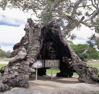 The Herbig Family Tree - Lightning Ridge Tourism