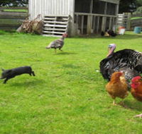 Echo Farm - Lightning Ridge Tourism