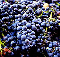 Laurel Bank Vineyard - Lightning Ridge Tourism
