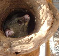 Mulga Sanctuary and Wildlife Park - Lightning Ridge Tourism