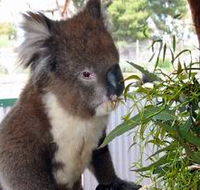 Glen-Forest Tourist Park - Lightning Ridge Tourism