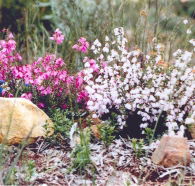 Stokes Bay Bush Garden - Lightning Ridge Tourism