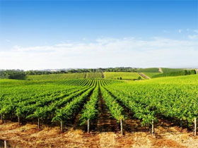 Lightning Ridge Tourism