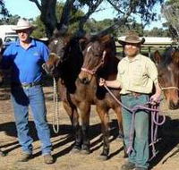 Coffin Bay Brumby Preservation Society Incorporated - Lightning Ridge Tourism