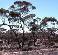 Clements Gap Conservation Park - Lightning Ridge Tourism