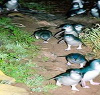 Penneshaw Penguin Centre - Lightning Ridge Tourism