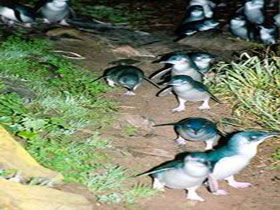 Penneshaw Penguin Centre - Lightning Ridge Tourism 0