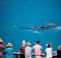 Whale Watching At Head Of Bight - Lightning Ridge Tourism